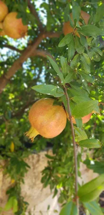 Finca Sa Cova De Mallorca Sencelles Hébergement de vacances