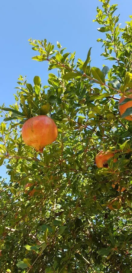 Hébergement de vacances Finca Sa Cova De Mallorca Sencelles Espagne