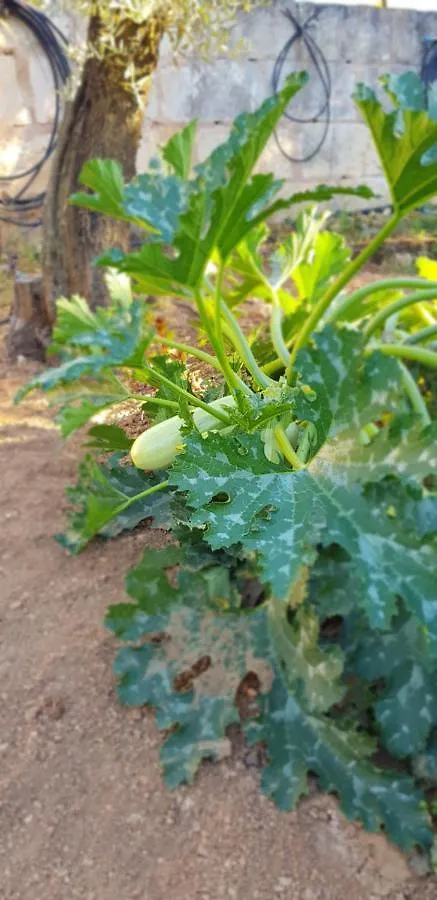 Finca Sa Cova De Mallorca Sencelles
