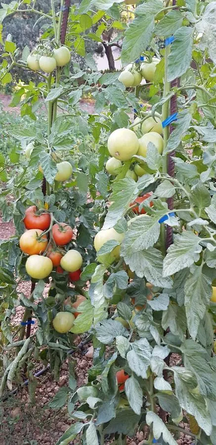 Hébergement de vacances Finca Sa Cova De Mallorca Sencelles