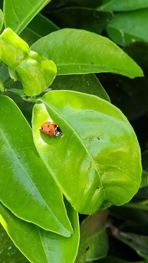 Finca Sa Cova De Mallorca Sencelles Hébergement de vacances