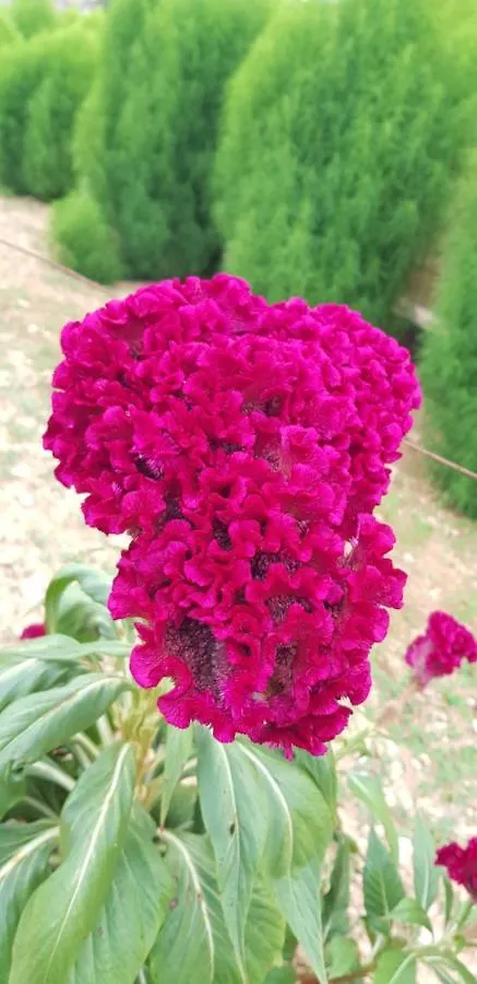 Finca Sa Cova De Mallorca Sencelles Espagne