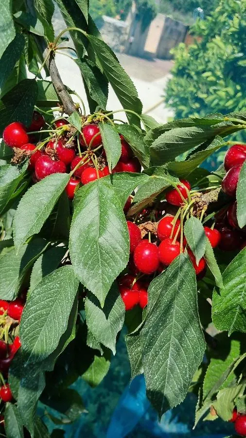 Дом отдыха Finca Sa Cova De Mallorca Сенсельес