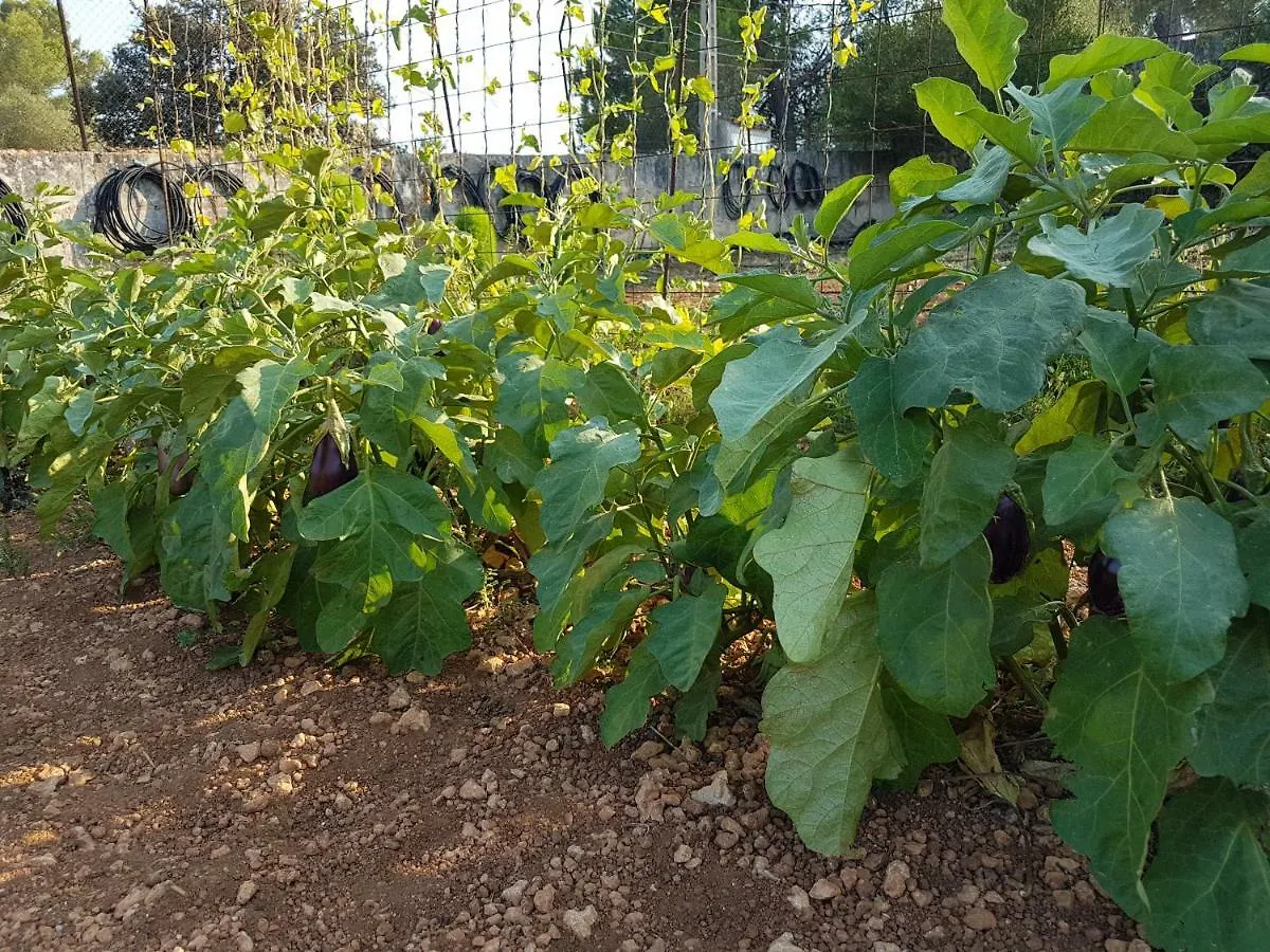 Finca Sa Cova De Mallorca Sencelles Hébergement de vacances