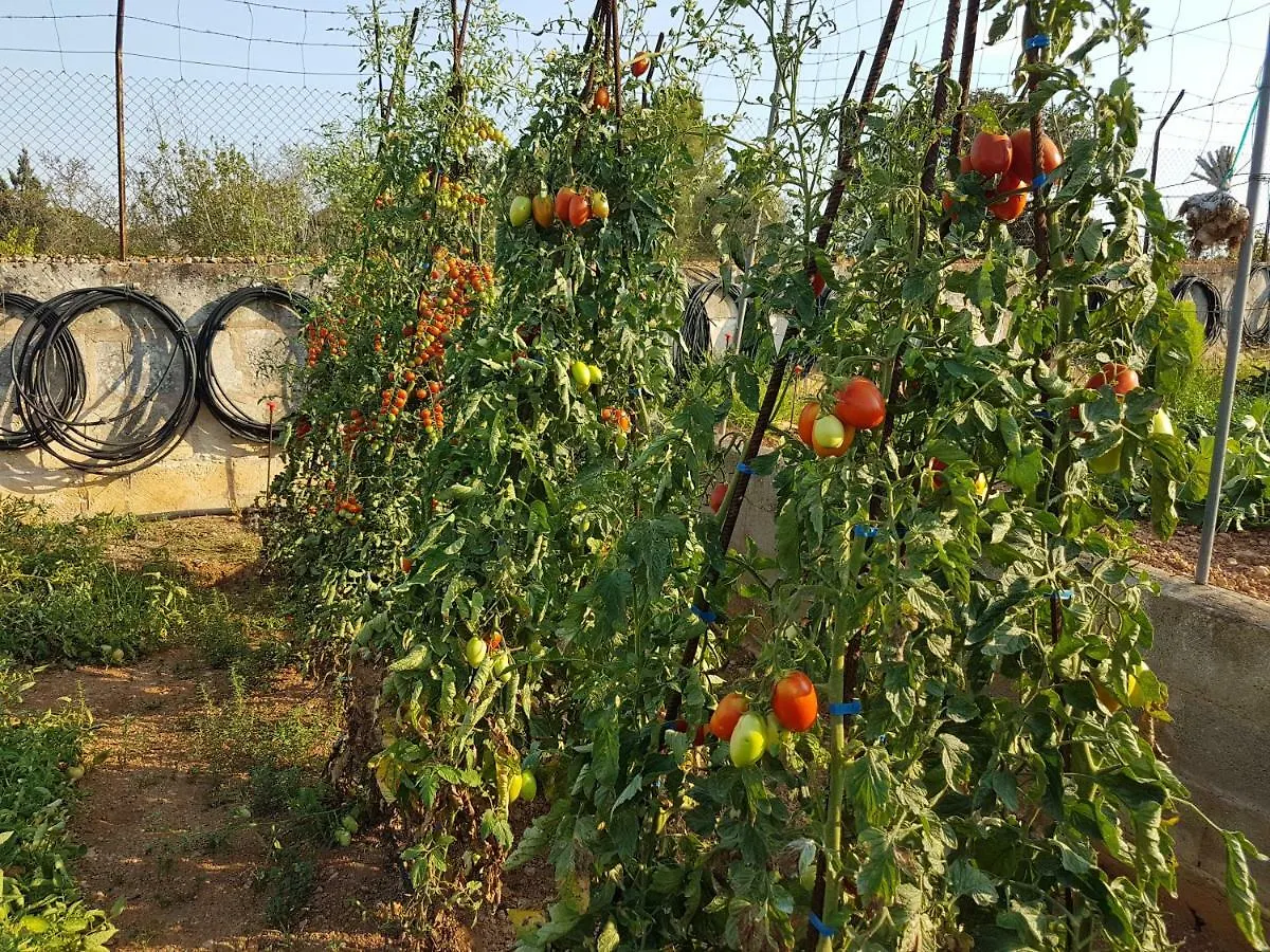 Finca Sa Cova De Mallorca Sencelles