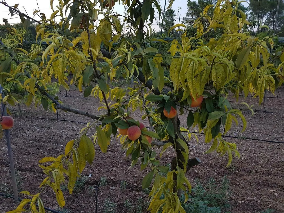 Hébergement de vacances Finca Sa Cova De Mallorca Sencelles