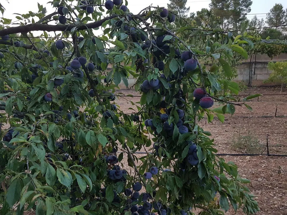 Hébergement de vacances Finca Sa Cova De Mallorca Sencelles Espagne