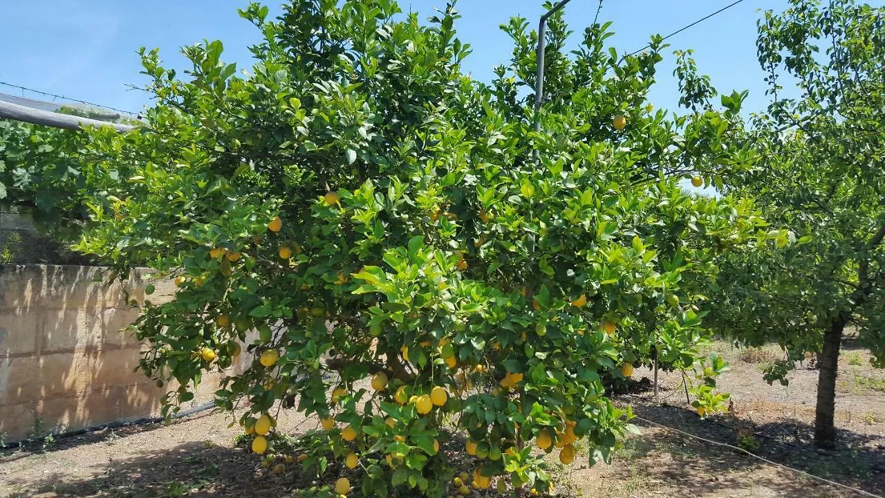 Hébergement de vacances Finca Sa Cova De Mallorca Sencelles