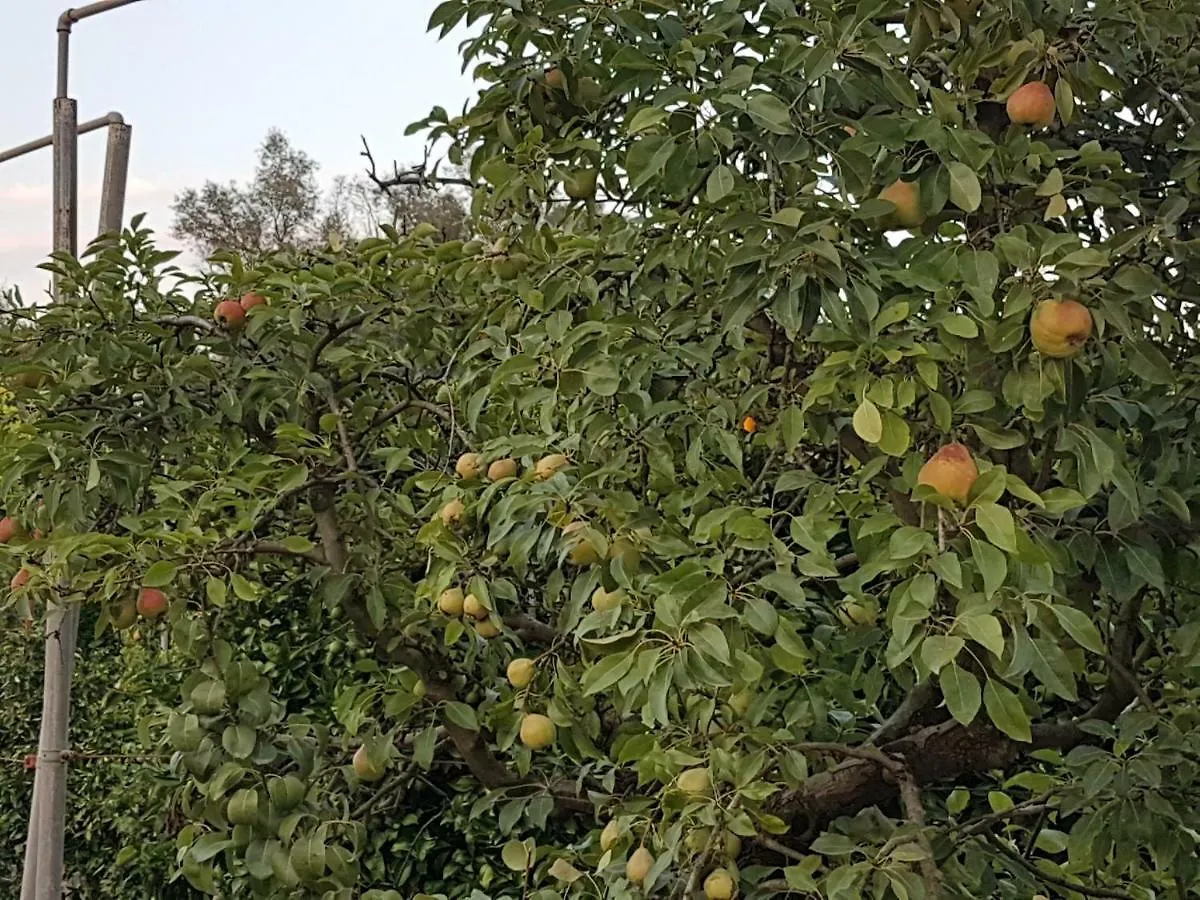 Дом отдыха Finca Sa Cova De Mallorca Сенсельес