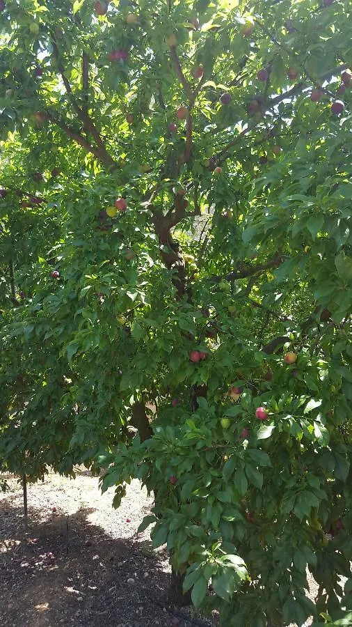 Hébergement de vacances Finca Sa Cova De Mallorca Sencelles