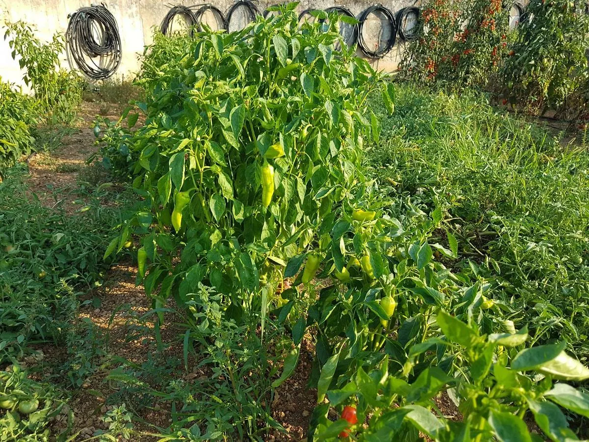 Дом отдыха Finca Sa Cova De Mallorca Сенсельес Испания