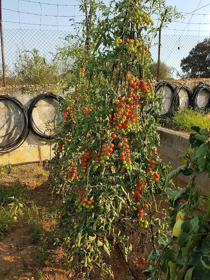 Дом отдыха Finca Sa Cova De Mallorca Сенсельес