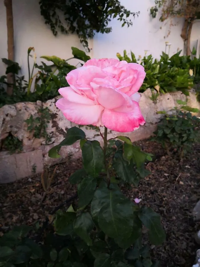 Finca Sa Cova De Mallorca Sencelles 0*,