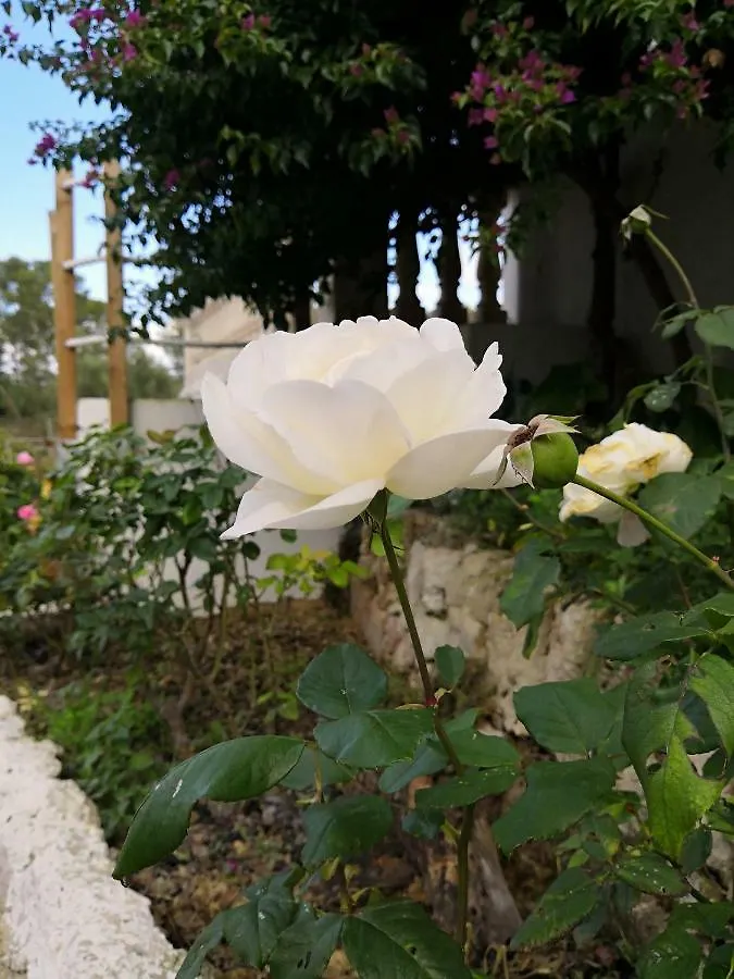 Finca Sa Cova De Mallorca Sencelles